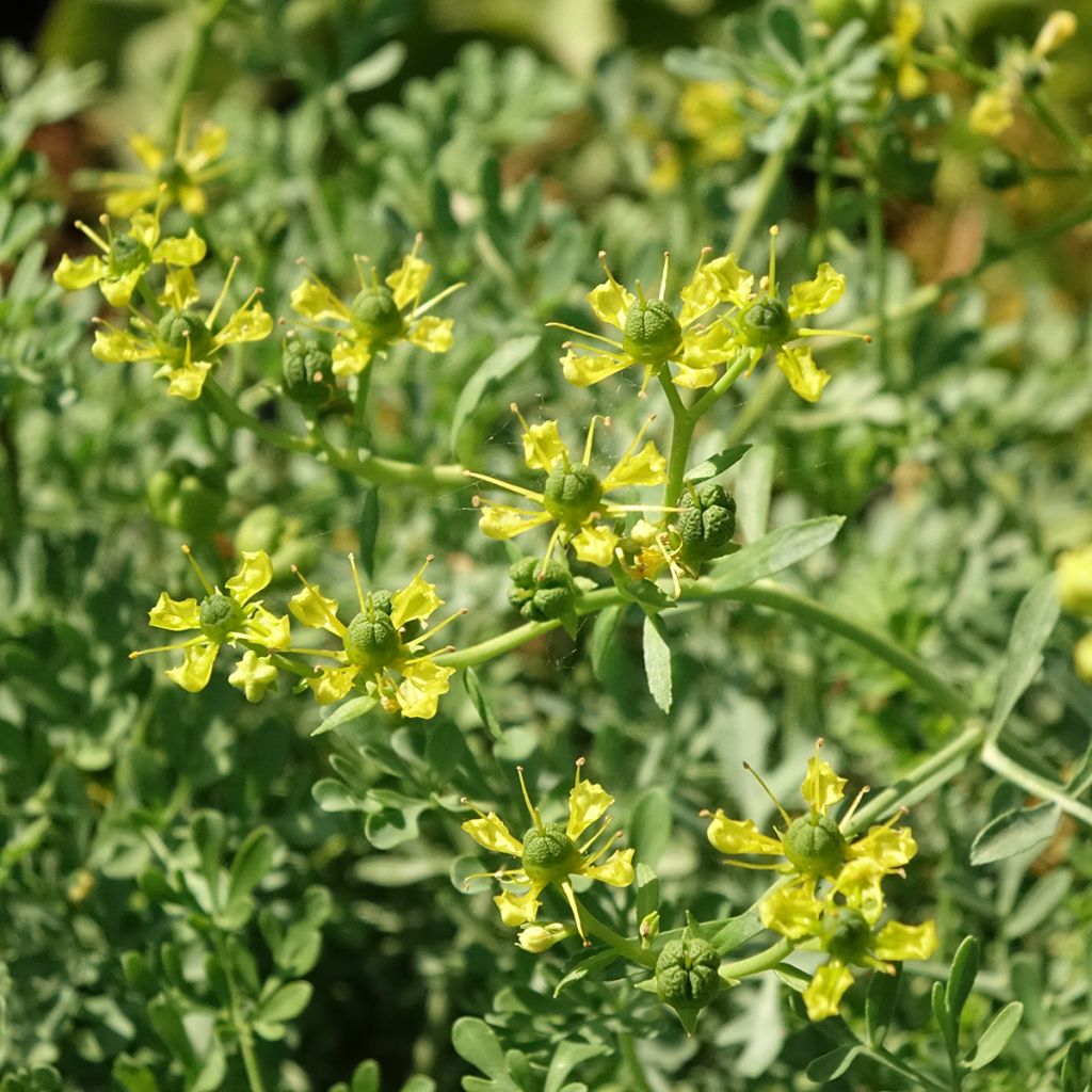 Wein-Raute - Ruta graveolens