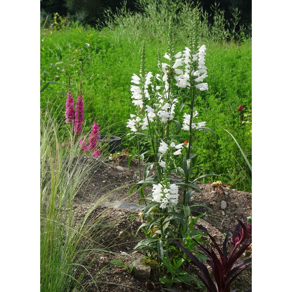 Physostegia virginiana Summer Snow - Gelenkblume