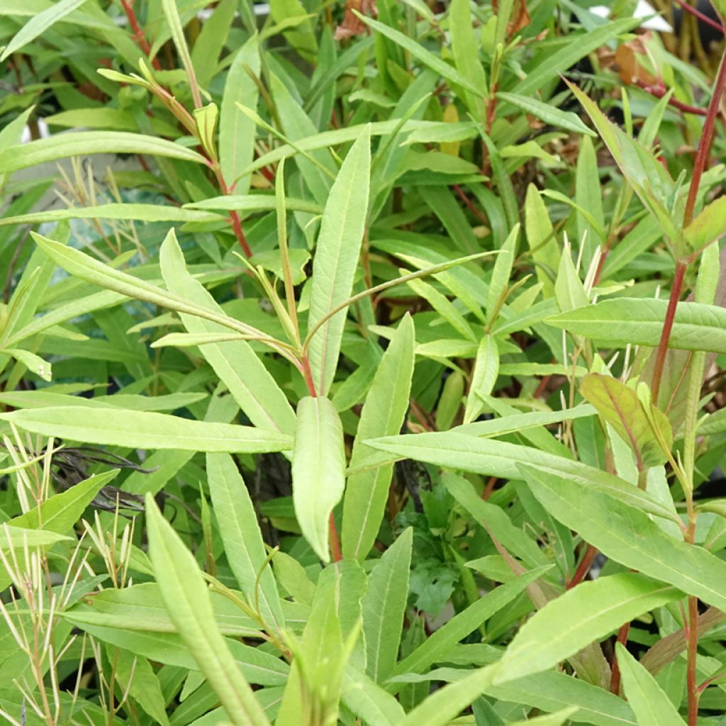 Drachenweide Sekka - Salix sachalinensis