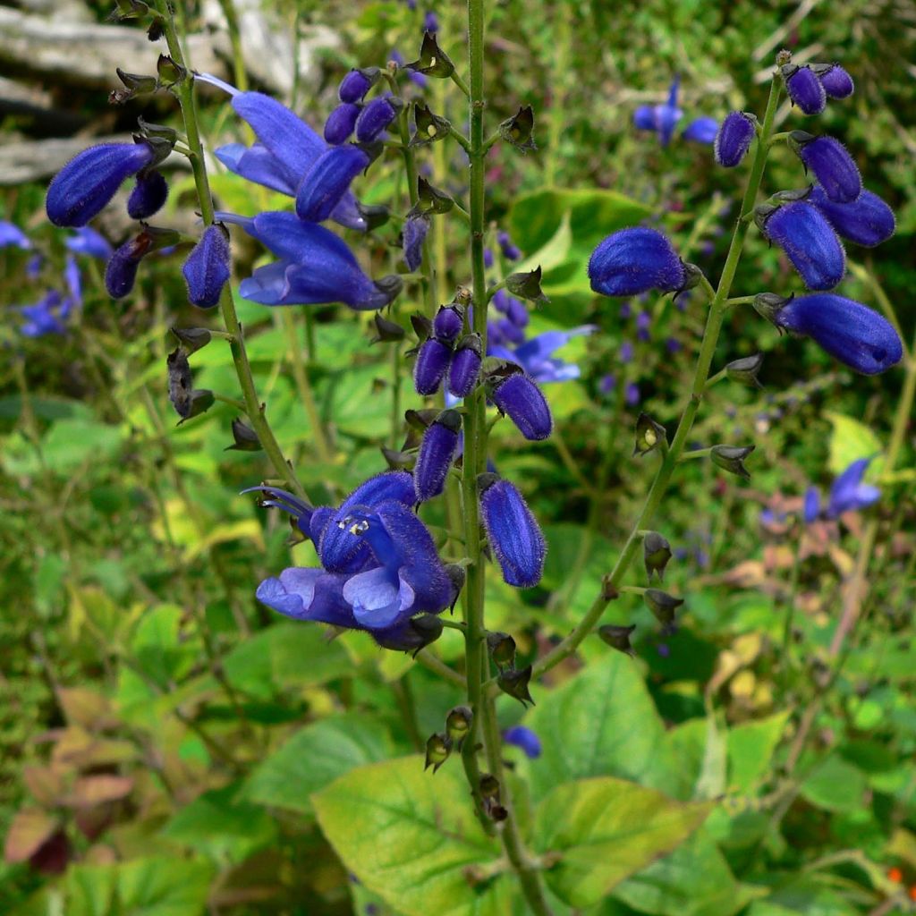 Salvia cacaliifolia  - Salbei