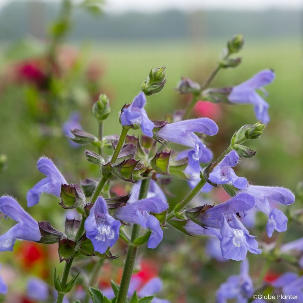 Feuer-Salbei Heat Hero Blue - Salvia splendens