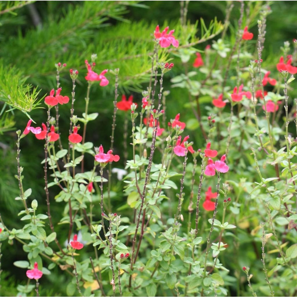Salvia microphylla Royal Bumble