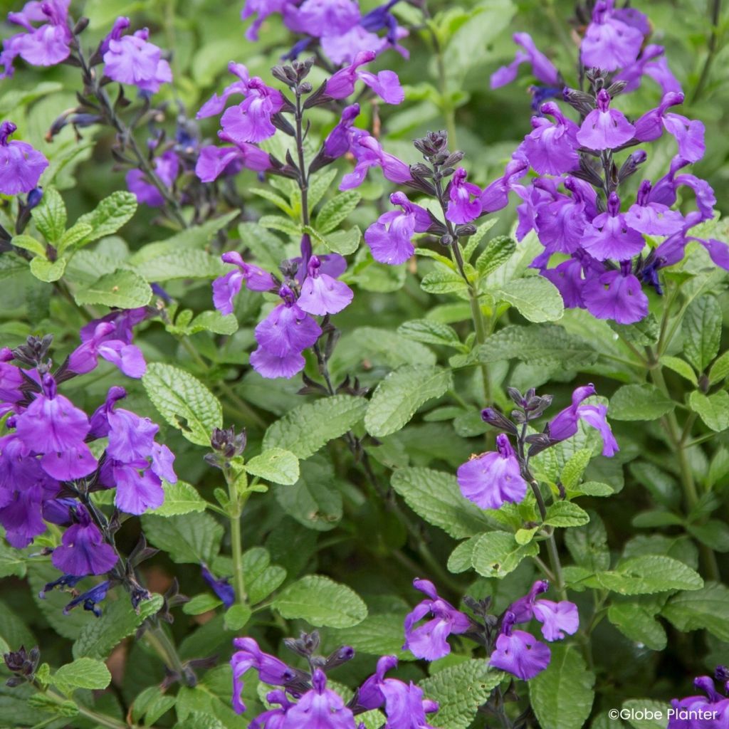 Salvia microphylla So Cool Purple
