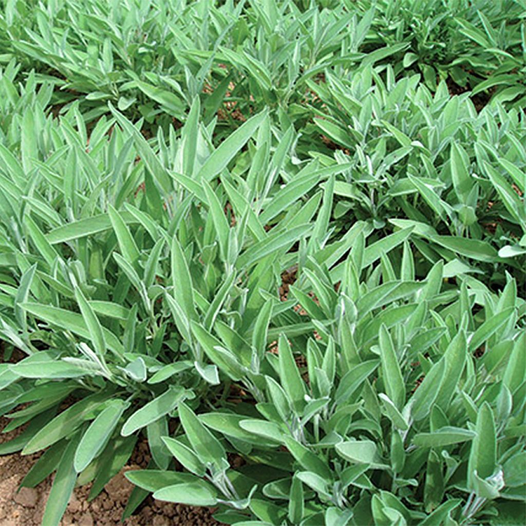 Echter Salbei Ceres - Salvia officinalis