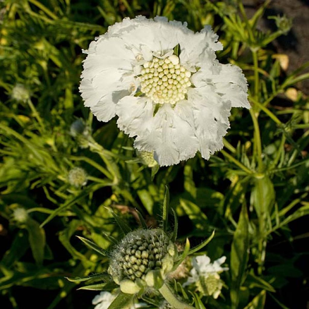 Große Skabiose Alba - Scabiosa caucasica