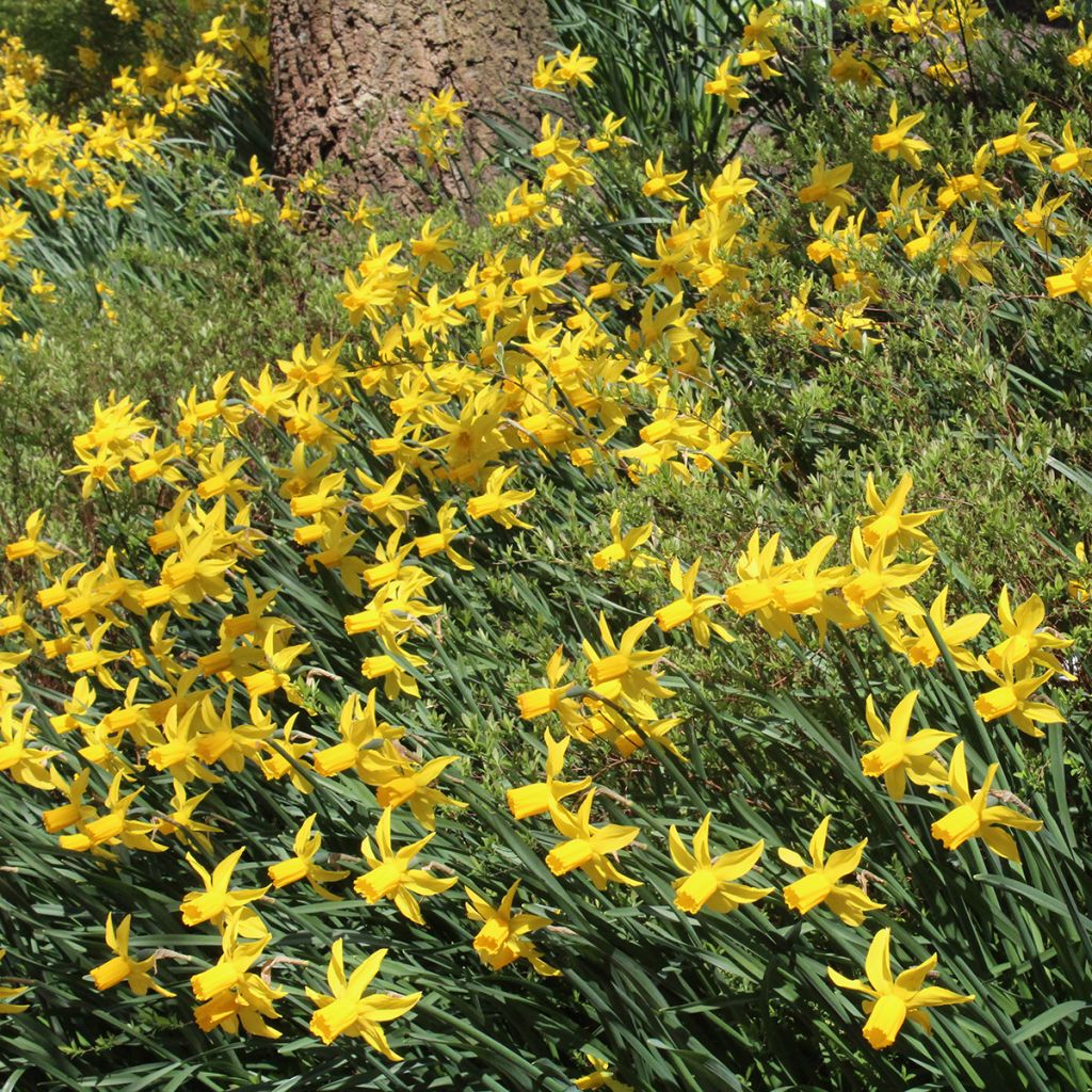 Narcissus cyclamineus Rapture