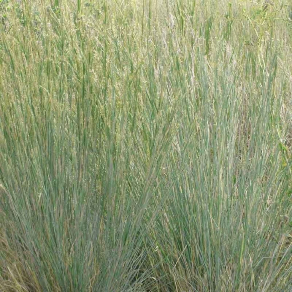 Schizachyrium scoparium Blue Heaven - Blaugraues Präriegras