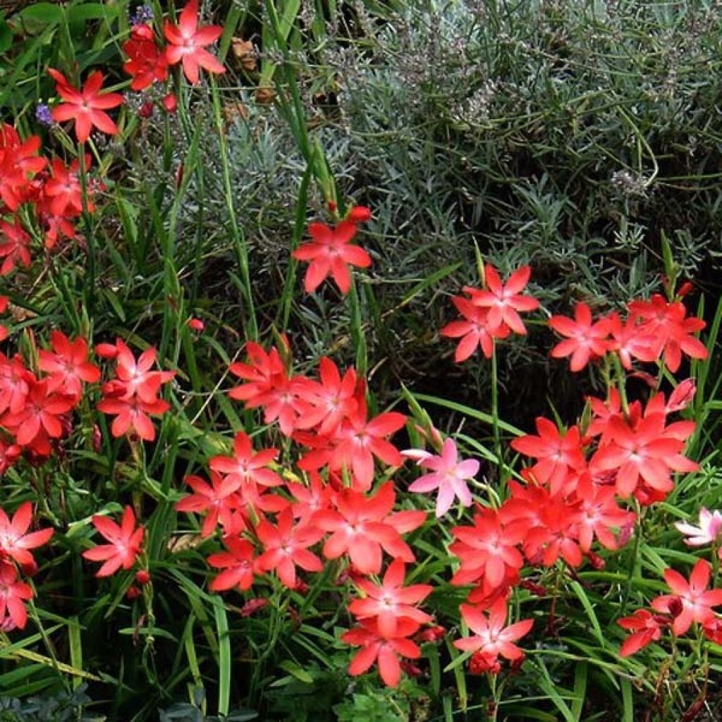 Schizostylis coccinea Major - Spaltgriffel