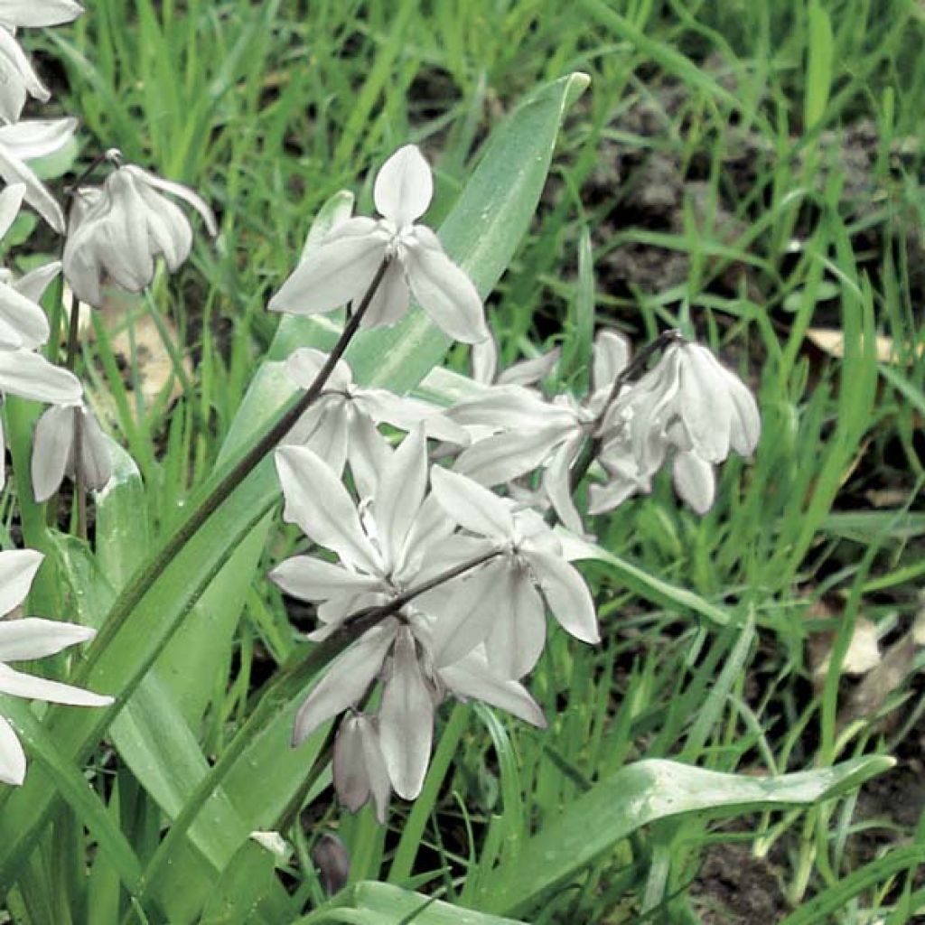 Scilla siberica Alba - Meerzwiebel
