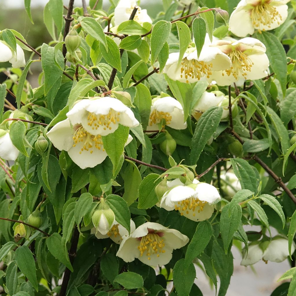 Mexikanischer Pfeifenstrauch - Philadelphus mexicanus
