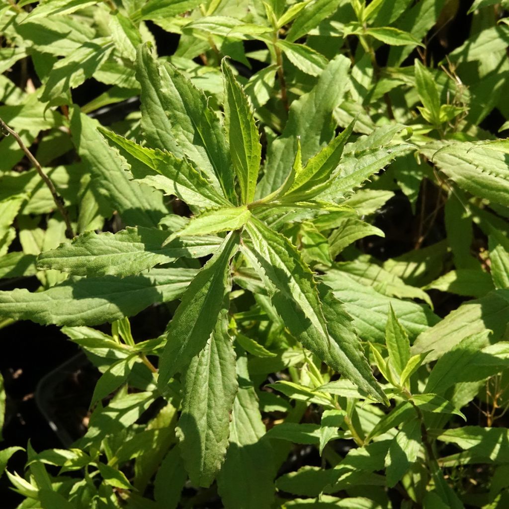 Goldrute Ducky - Solidago