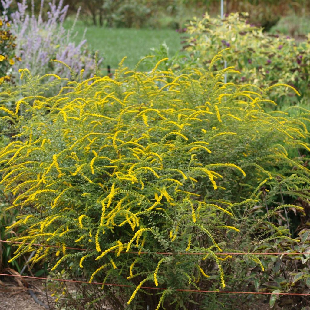 Goldrute Fireworks - Solidago rugosa