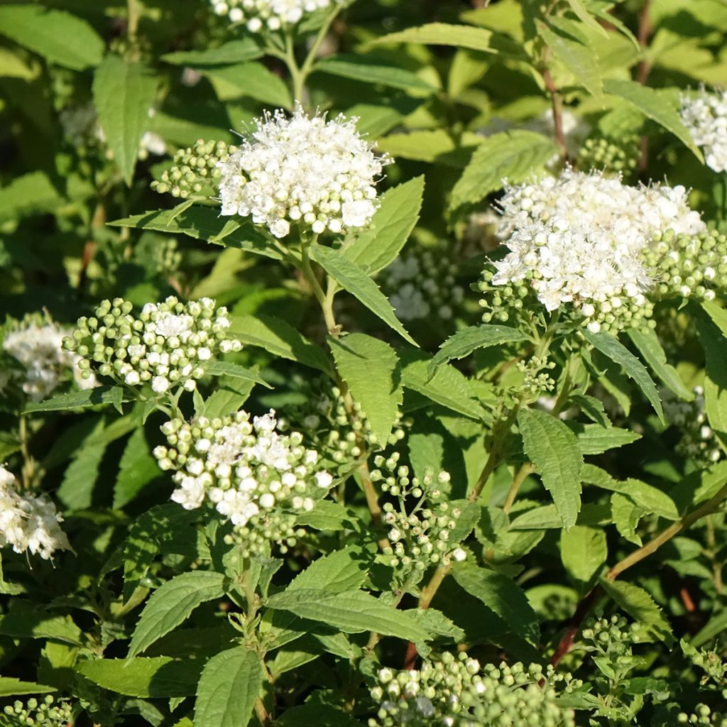Sommerspiere Albiflora - Spiraea japonica