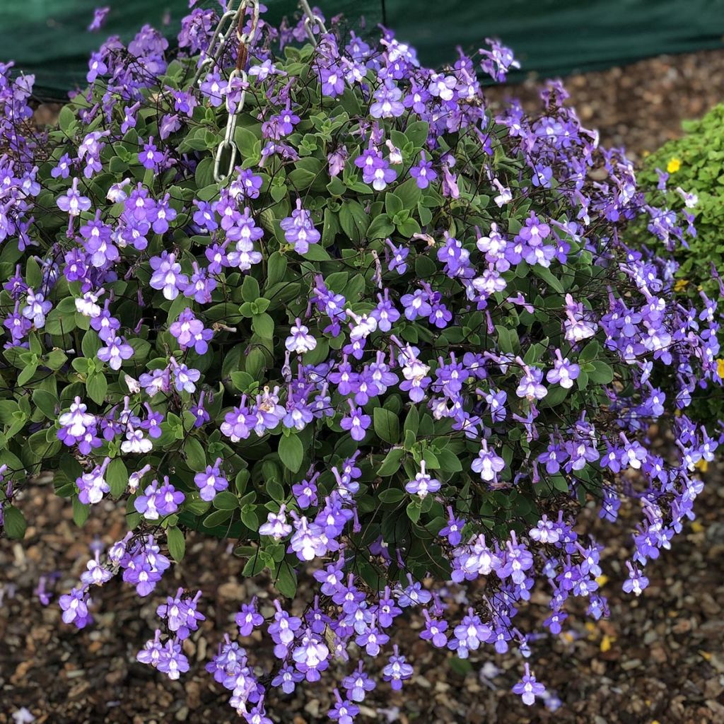 Streptocarpus saxorum Purple - Drehfrucht