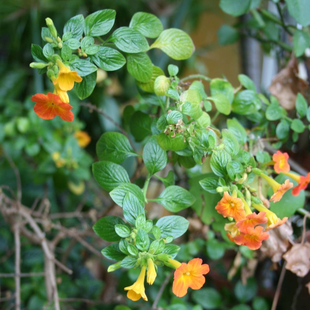 Streptosolen jamesonii - Drehkrone