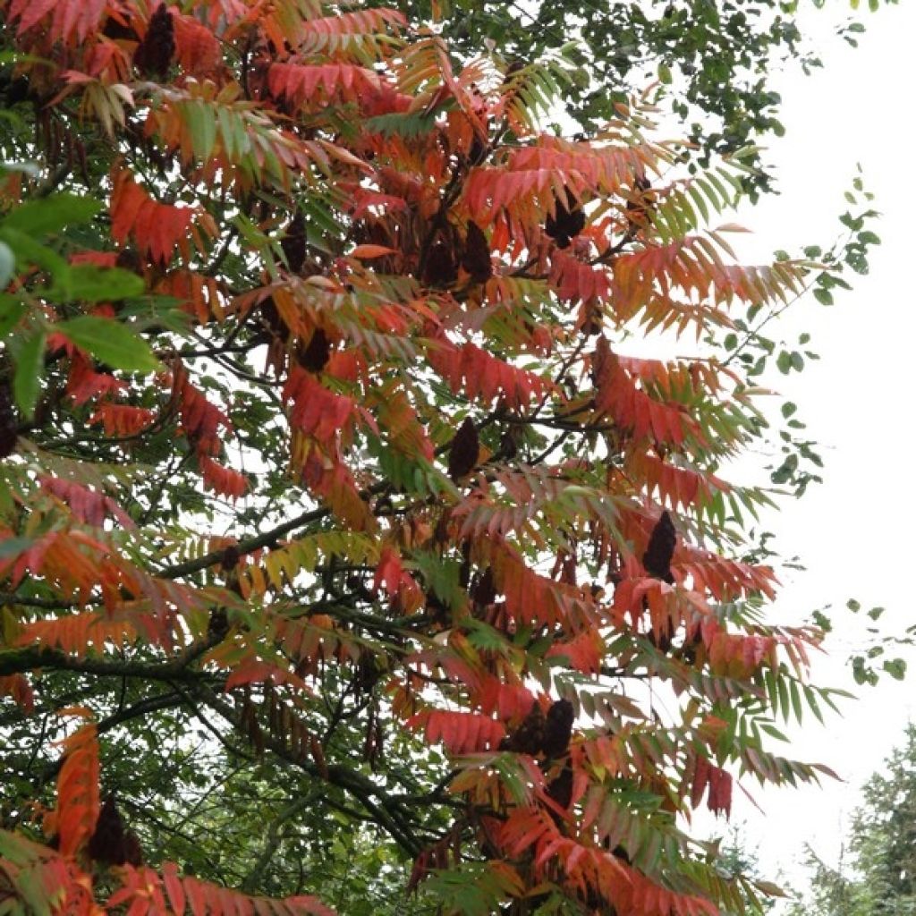 Rhus typhina - Essigbaum