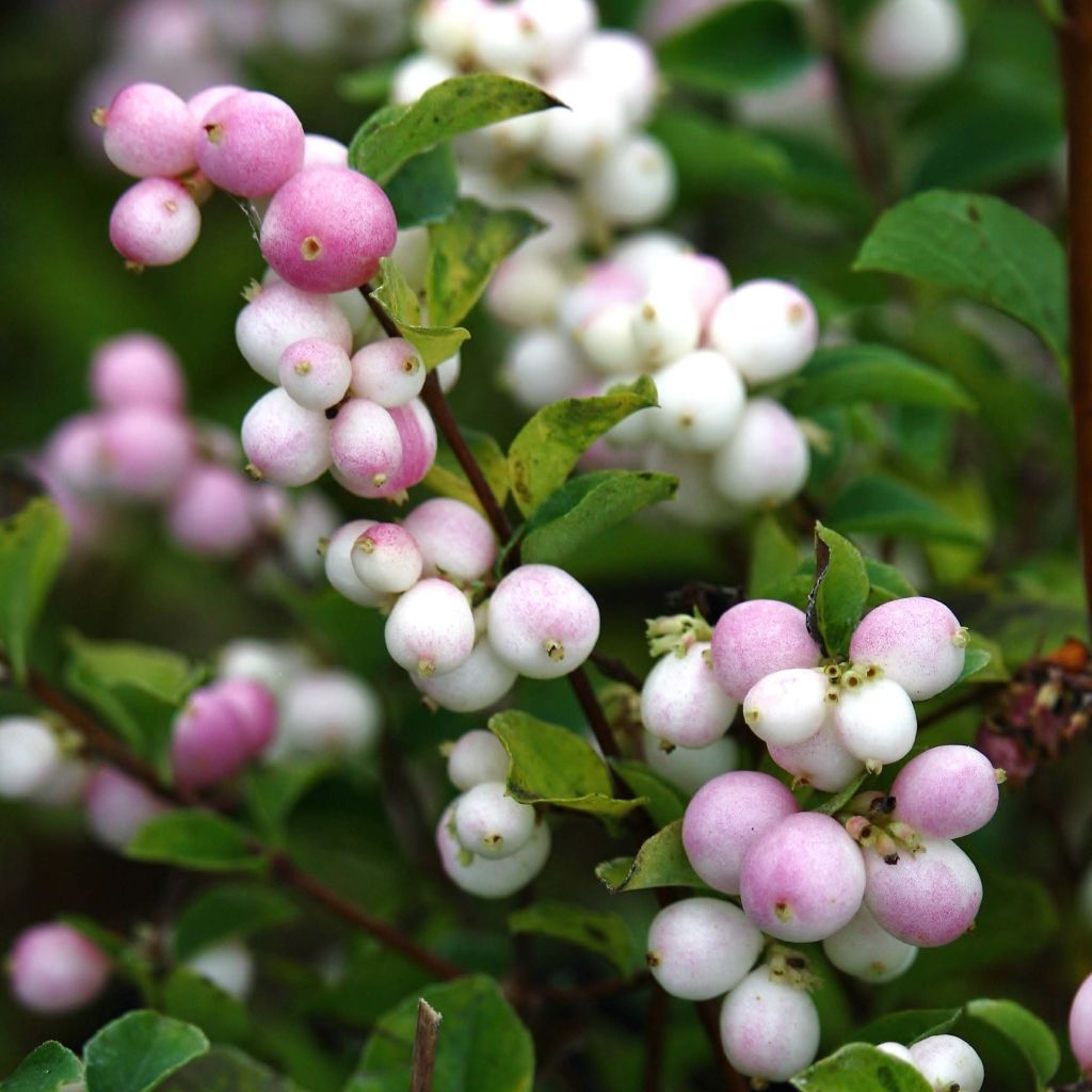 Amethystbeere Magical Sweet - Symphoricarpos doorenbosii