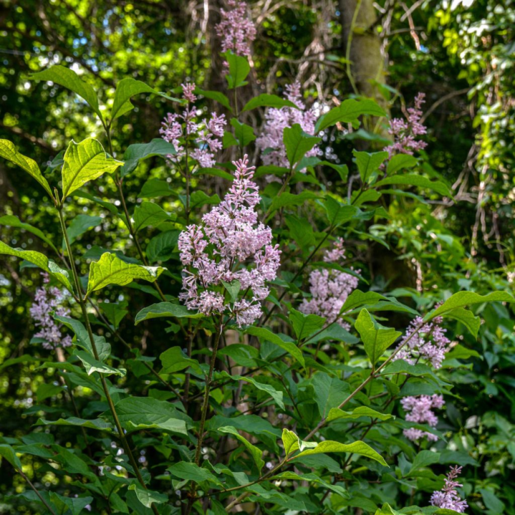 Ungarischer Flieder - Syringa josikae