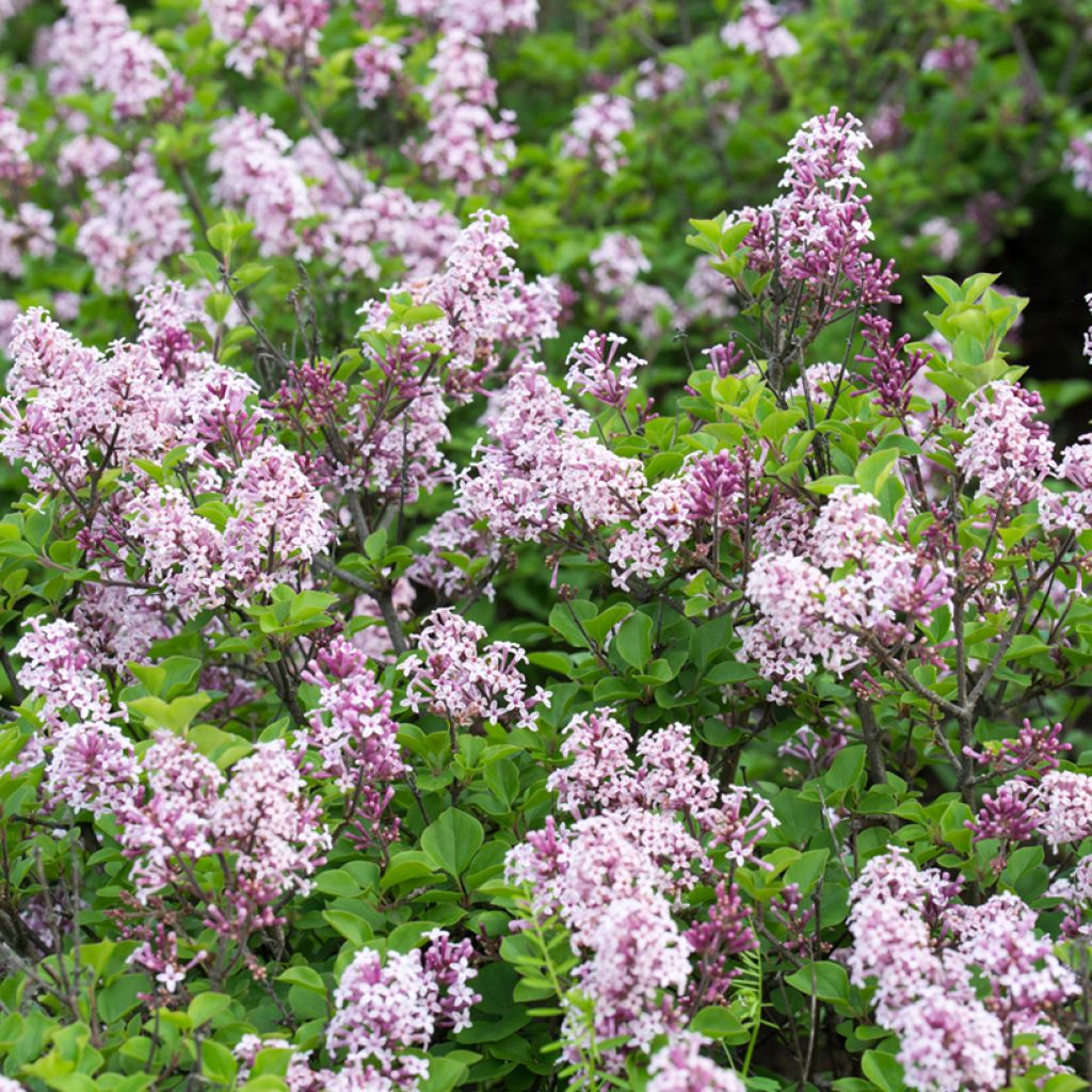 Ungarischer Flieder - Syringa josikae