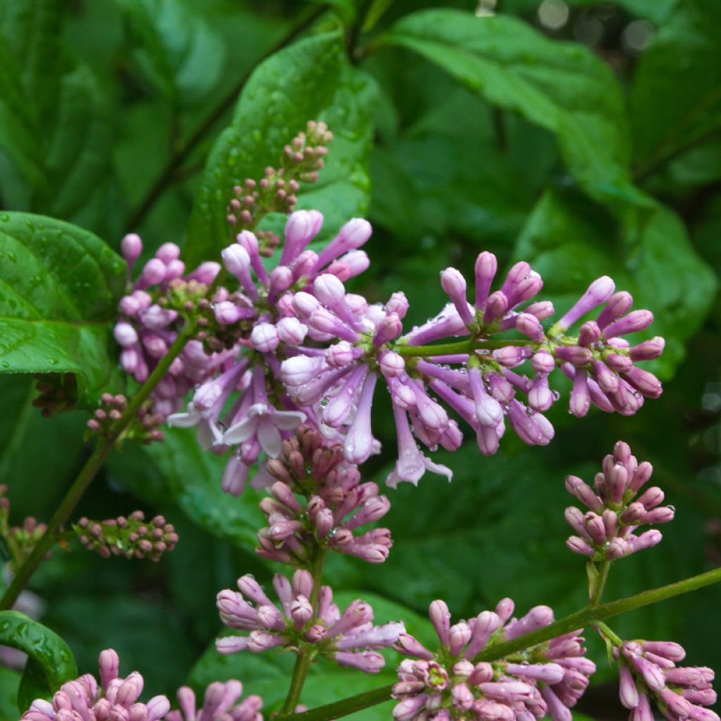 Ungarischer Flieder - Syringa josikae