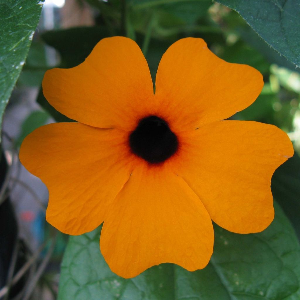 Thunbergia alata orange