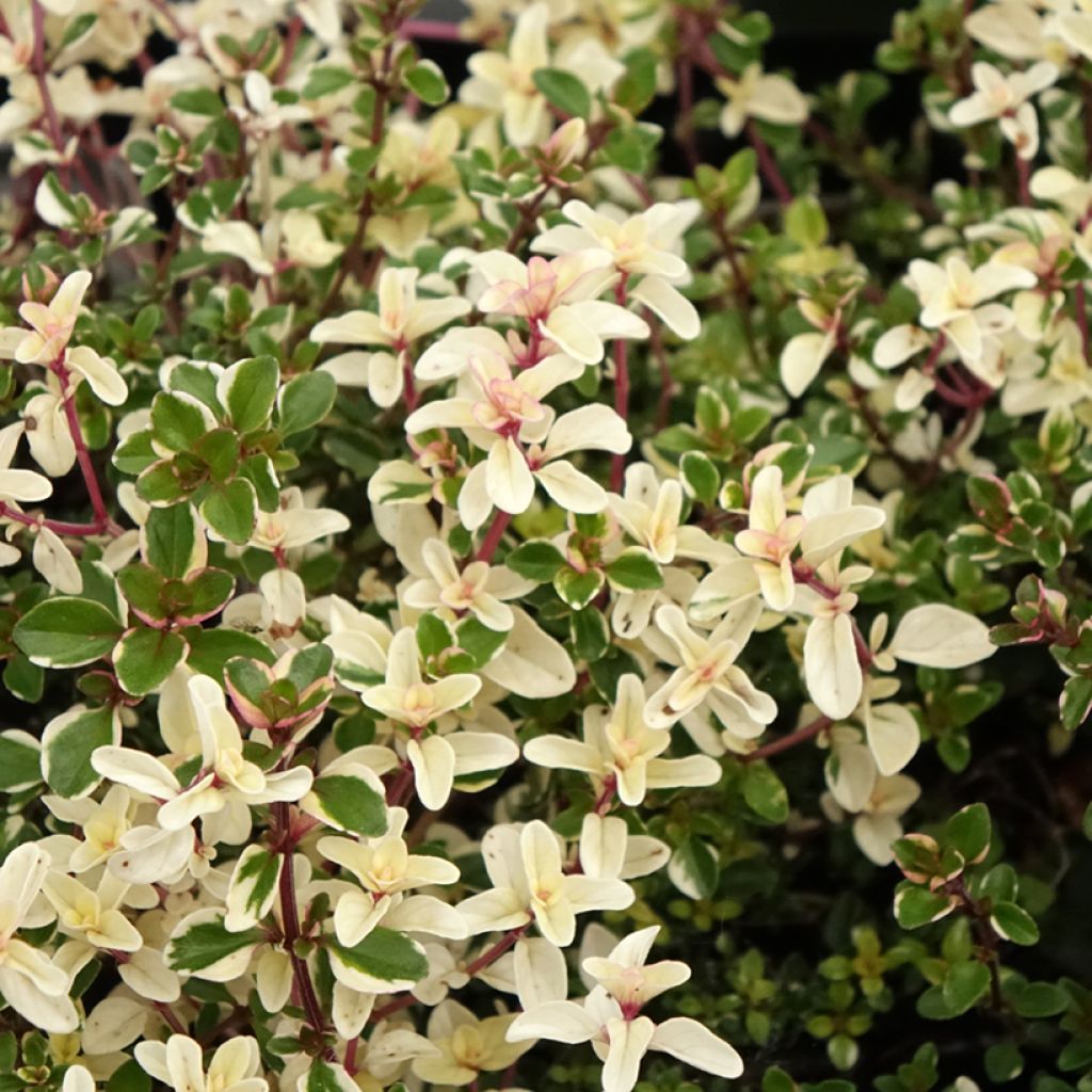 Breitblättriger Thymian Foxley - Thymus pulegioides