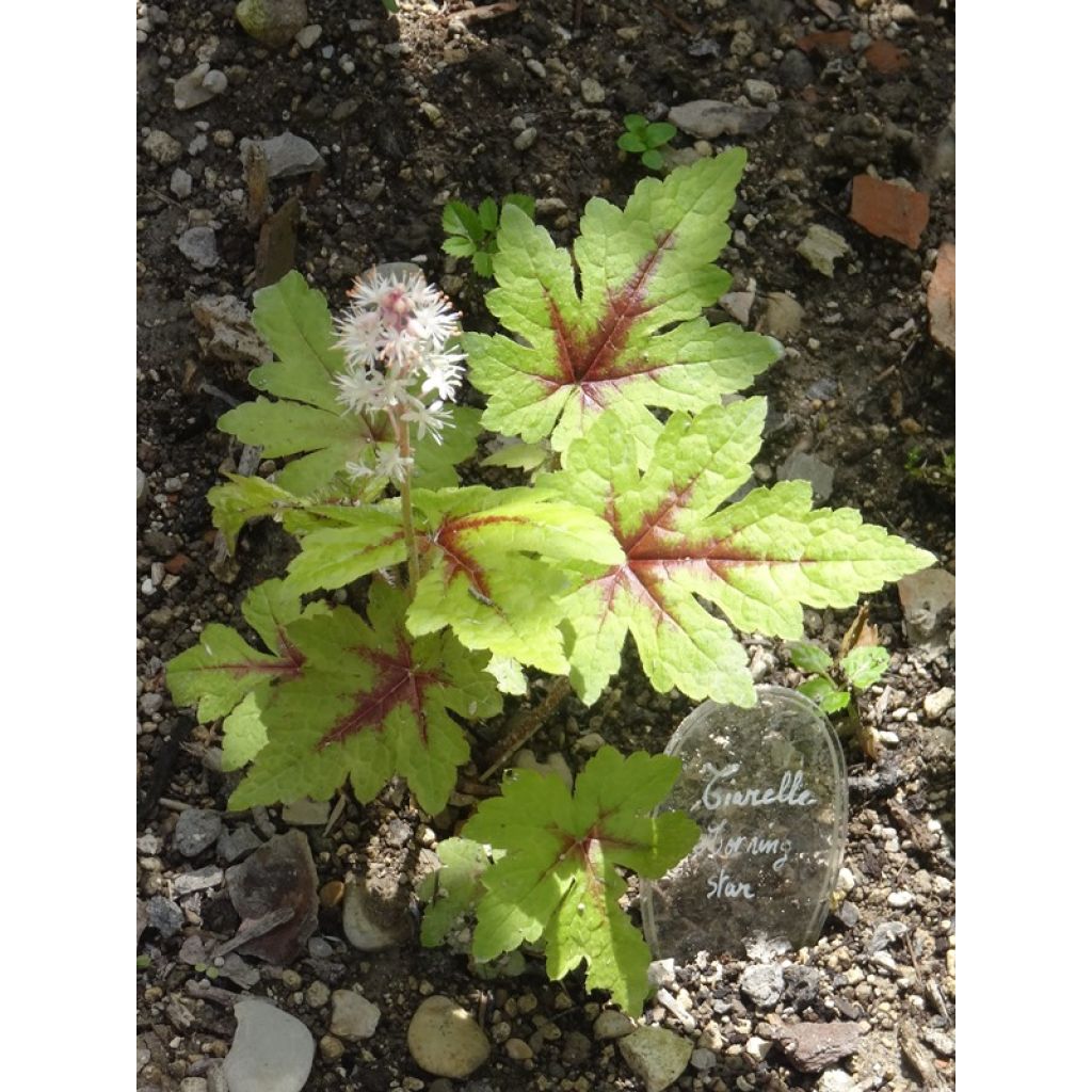 Tiarella Morning Star - Schaumblüte