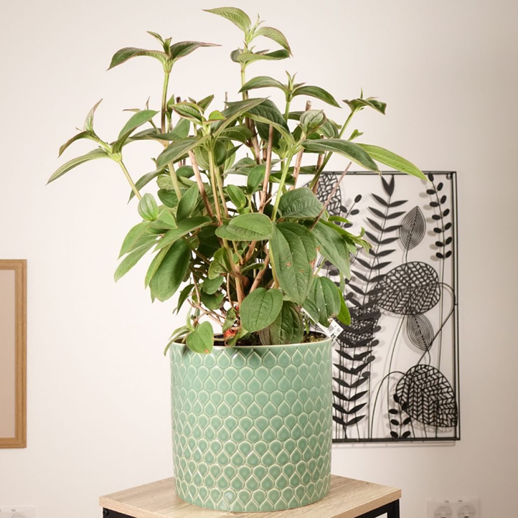 Tibouchina semidecandra - Tibouchine