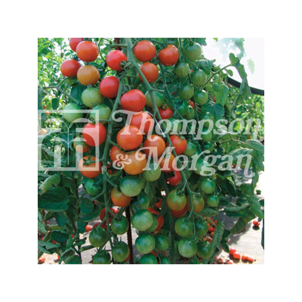 Kirschtomate Cherrola
