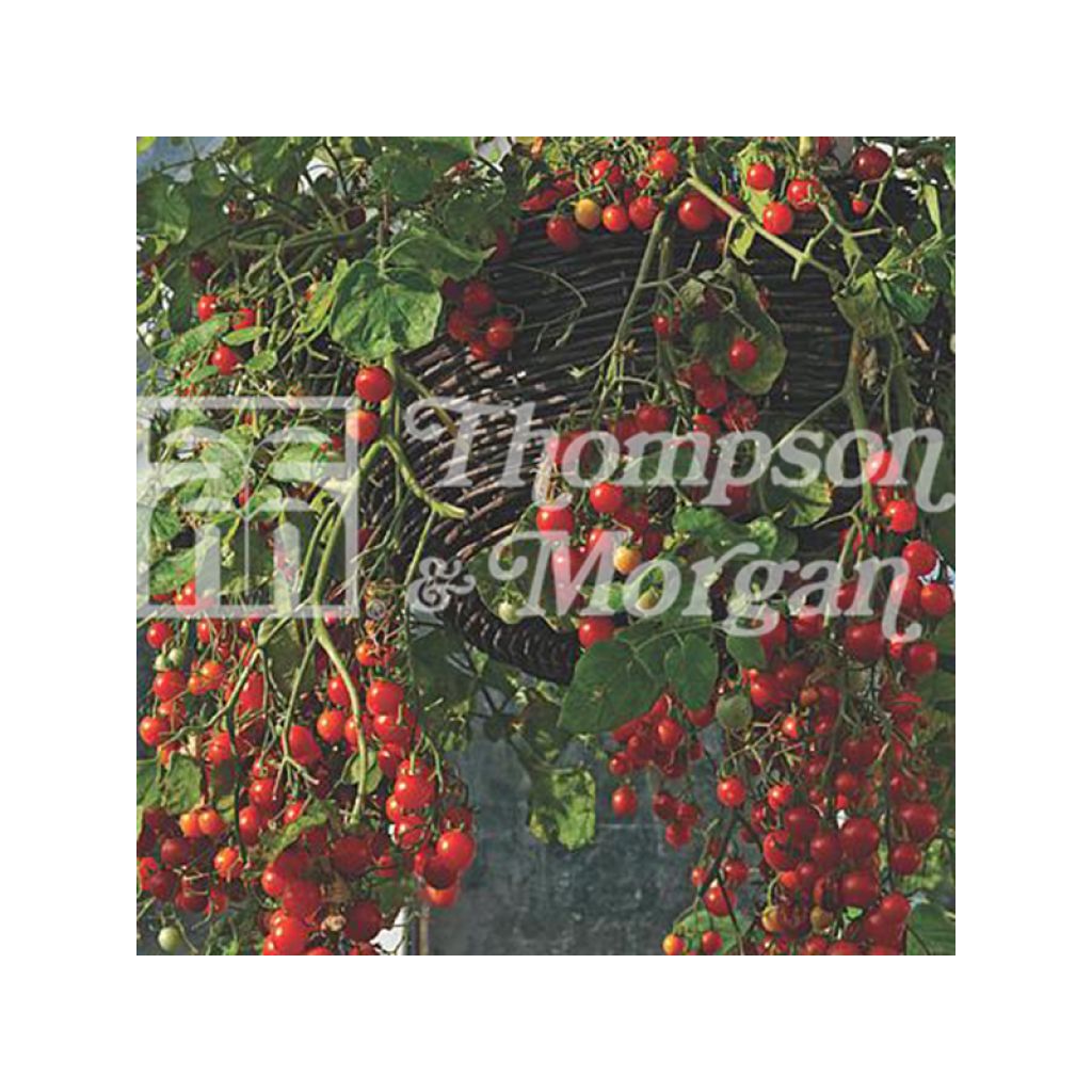 Kirschtomate Cherry Cascade