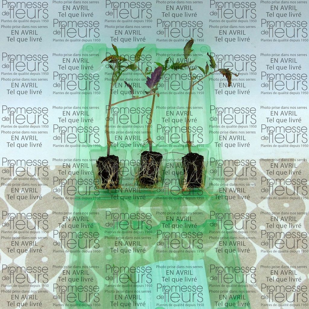 Tomate Cornabel F1 (Veredelte Tomate)