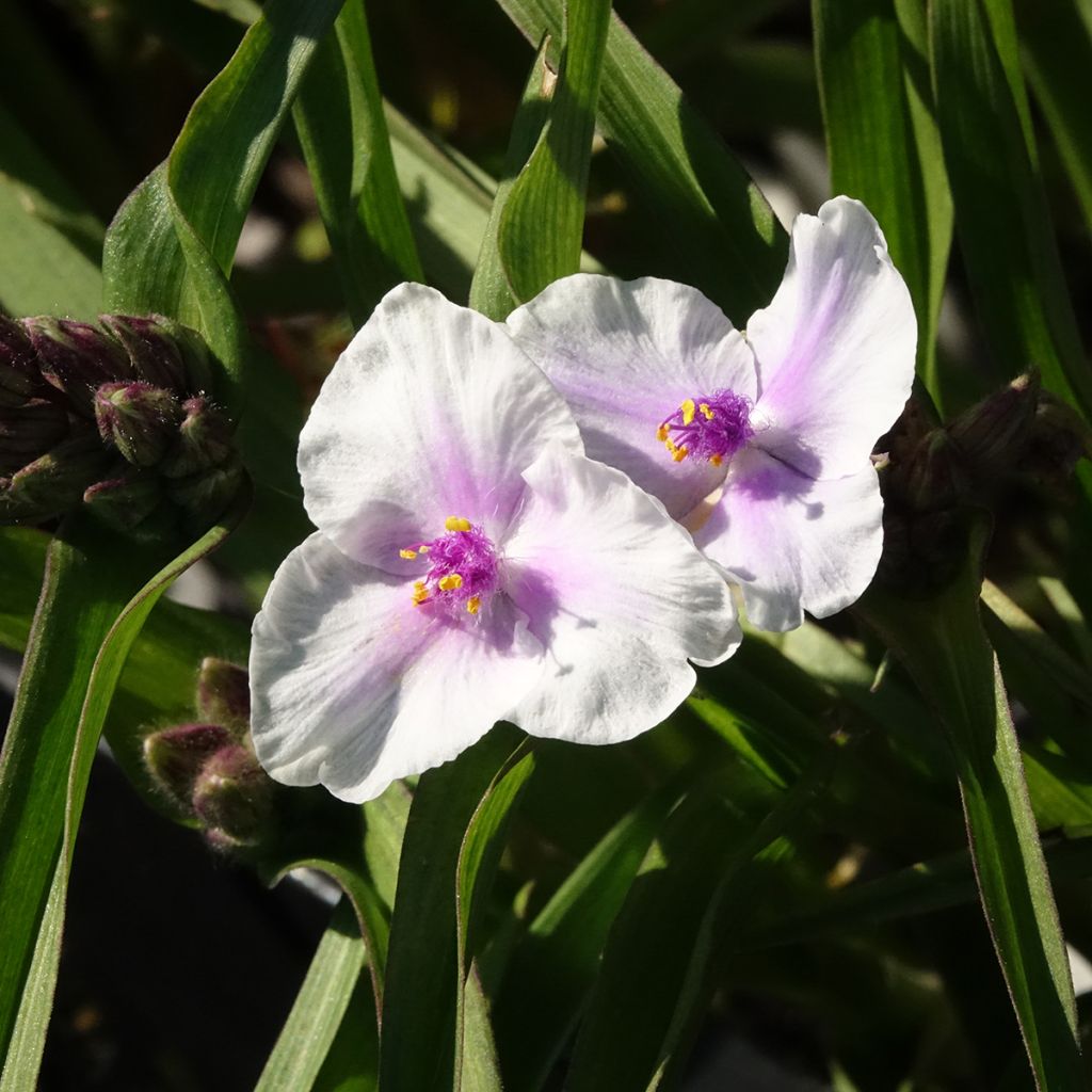 Tradescantia andersoniana Domaine de Courson - Dreimasterblume