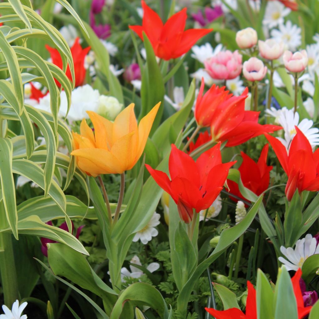 Kollektion mit 20 mehrblütigen Tulpen