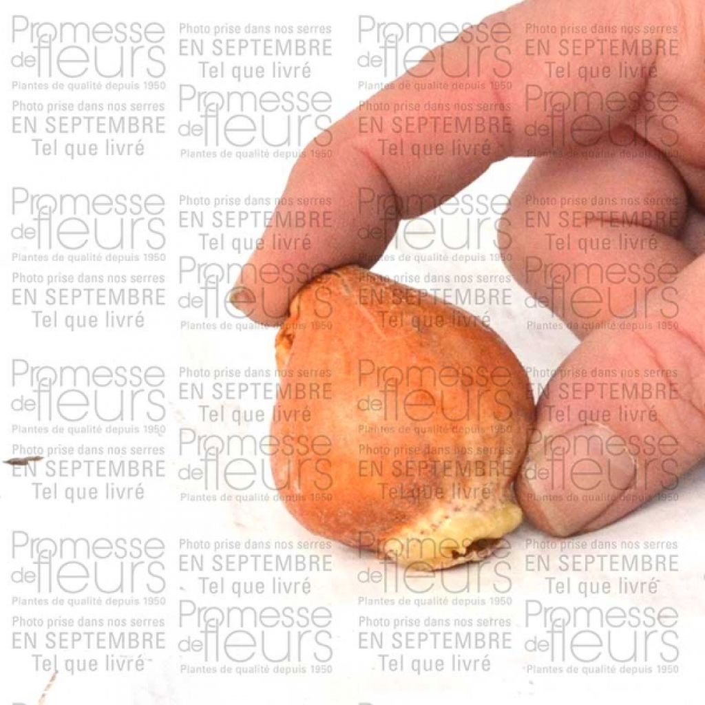 Niedrige Tulpe botanisch Odalisque