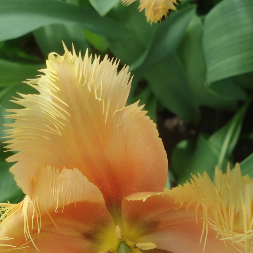 Gefranste Tulpe Lambada