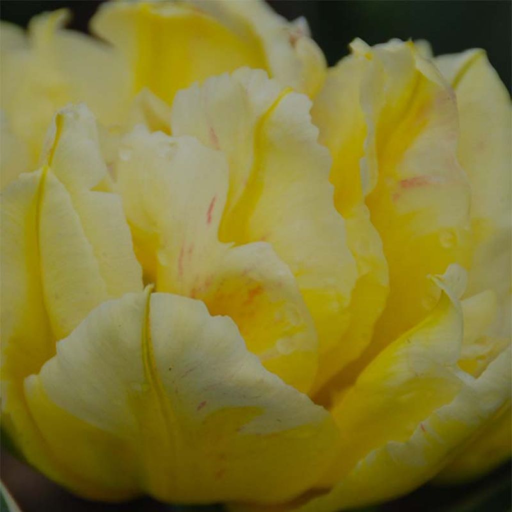 Frühe Gefüllte Tulpe Monte Beau