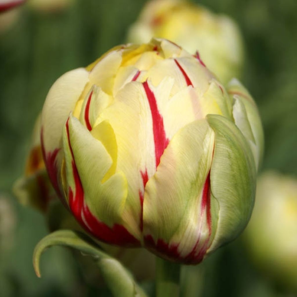 Gefüllte Tulpe Glamour