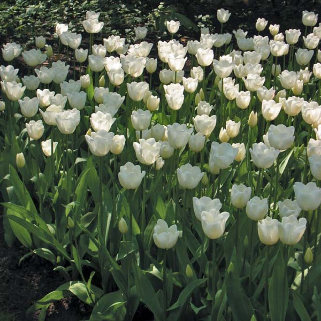 Triumph-Tulpe Hibernia