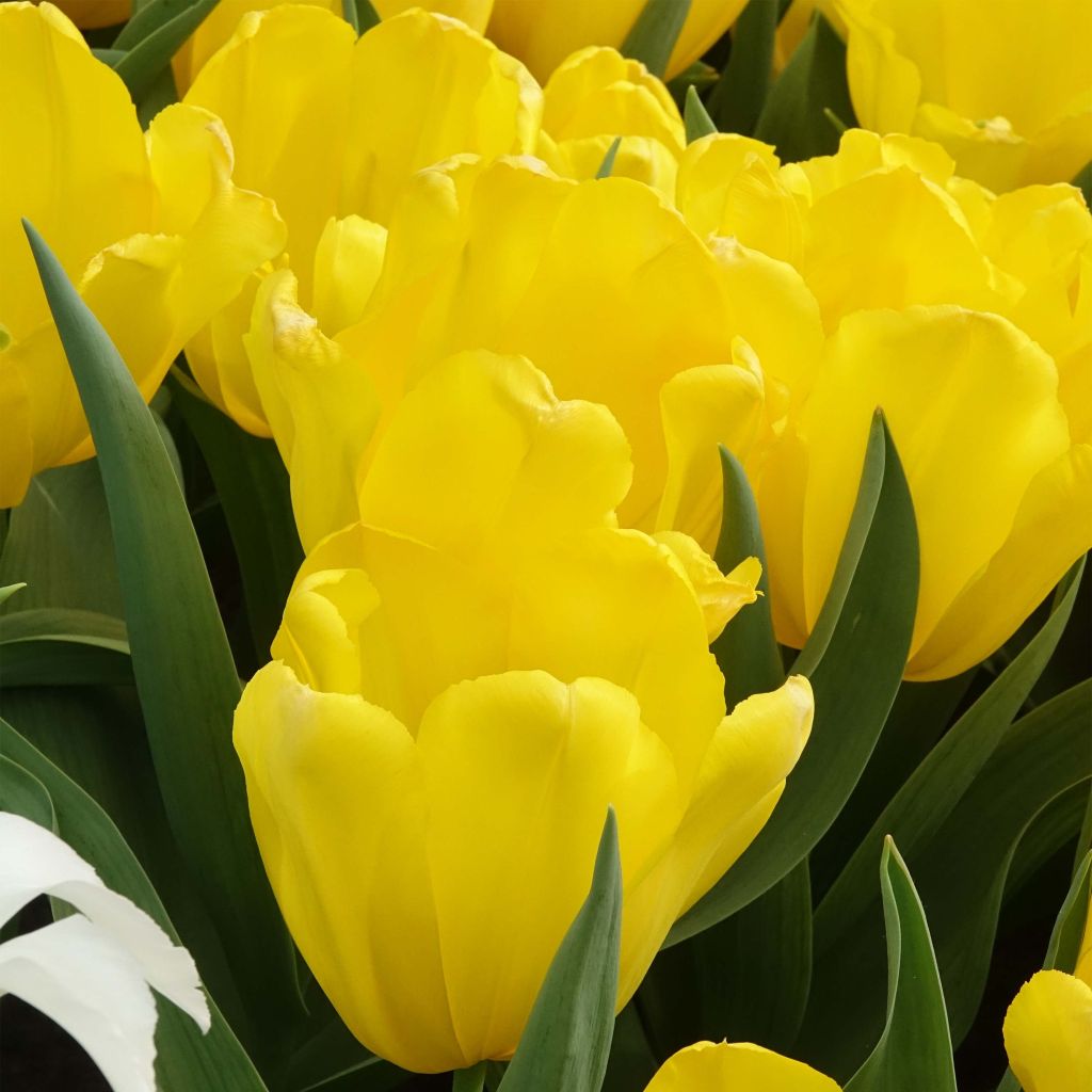 Triumph-Tulpe Shooting Star