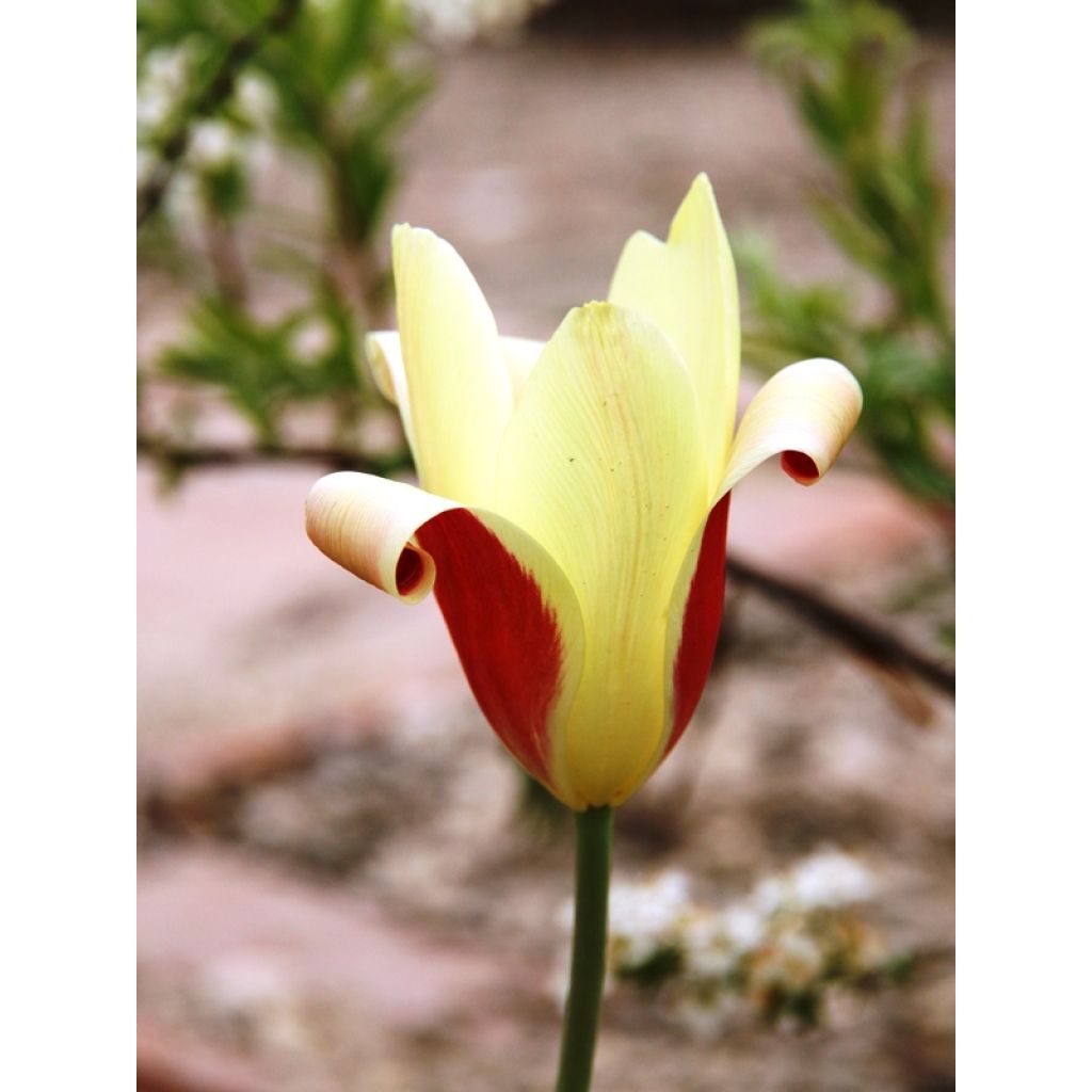 Tulipa clusiana Cynthia - Clusius-Tulpe
