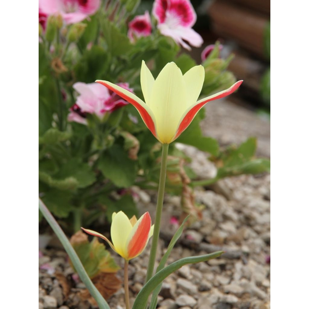 Tulipa clusiana Cynthia - Clusius-Tulpe