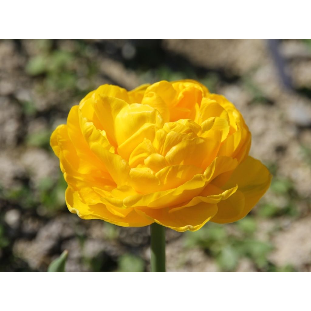 Späte Gefüllte Tulpe Gold Fever