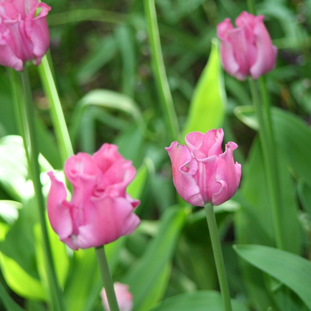 Coronet-Tulpen Picture