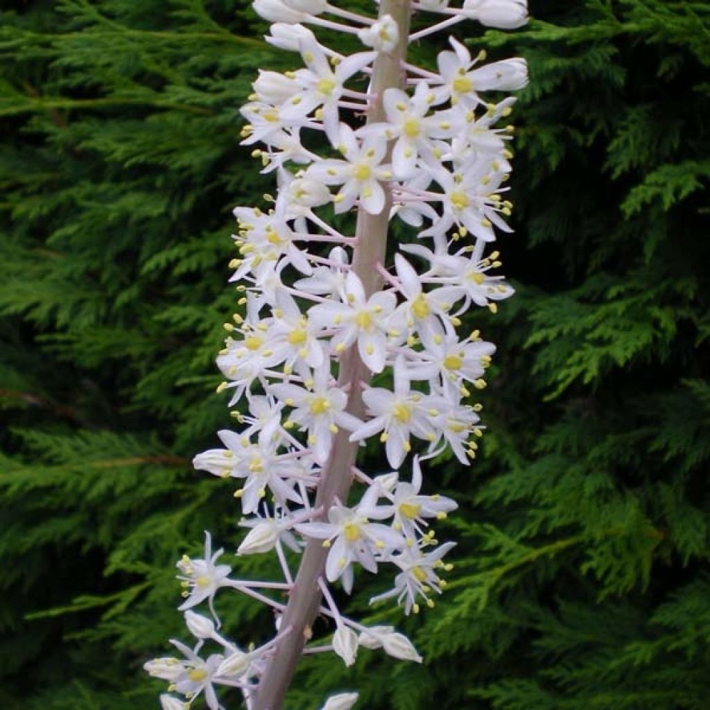 Urginea maritima - Meerzwiebel