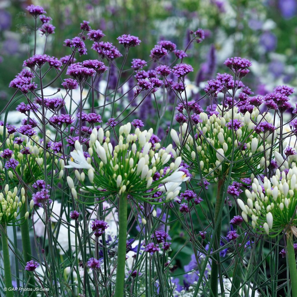 Verbena bonariensis - Argentinisches Eisenkraut
