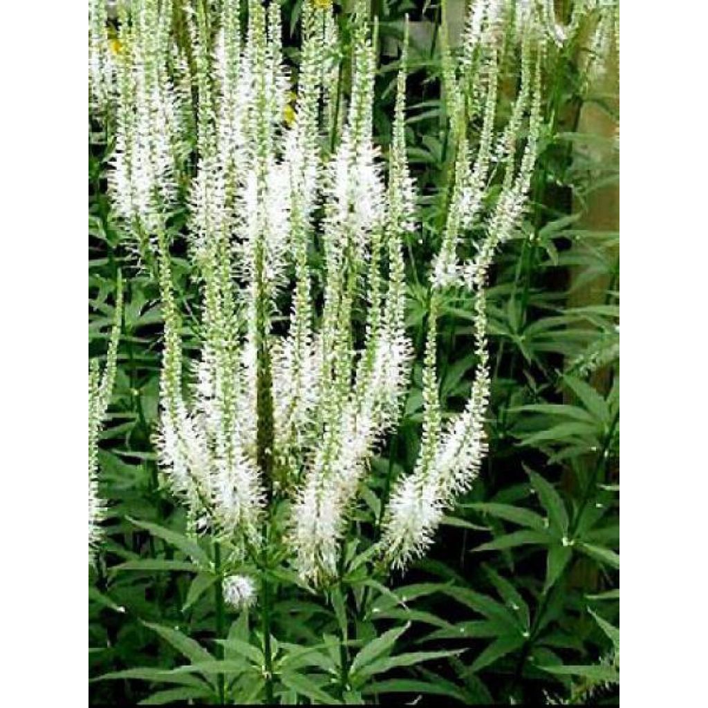 Veronicastrum virginicum var. album - Virginischer Arzneiehrenpreis