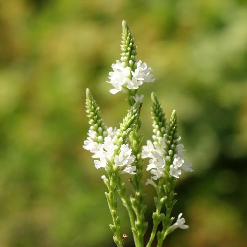 Verbena hastata White Spires - Lanzen-Eisenkraut