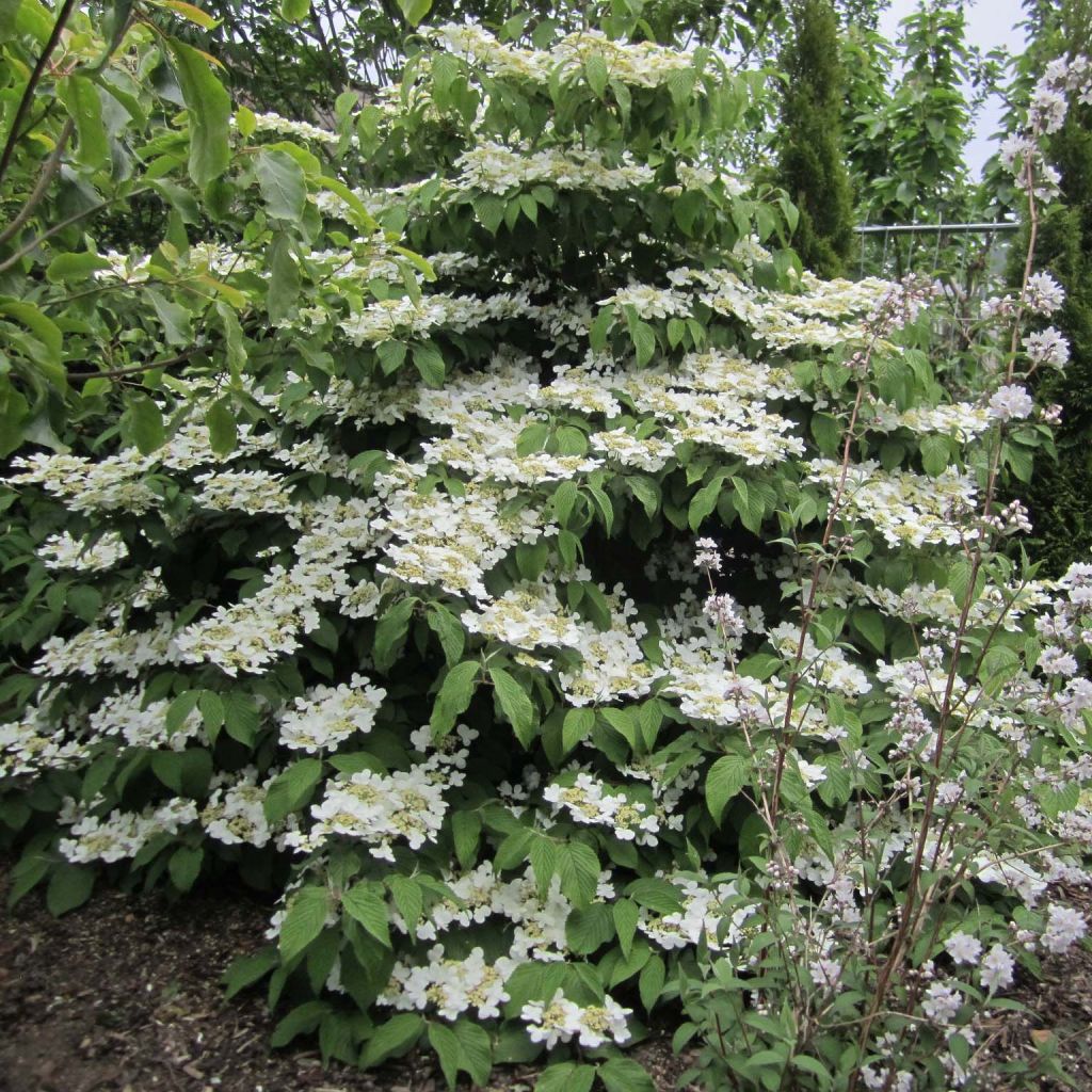 Japanischer Schneeball Lanarth - Viburnum plicatum