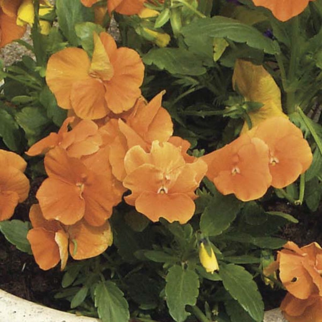 Horn-Veilchen Orange