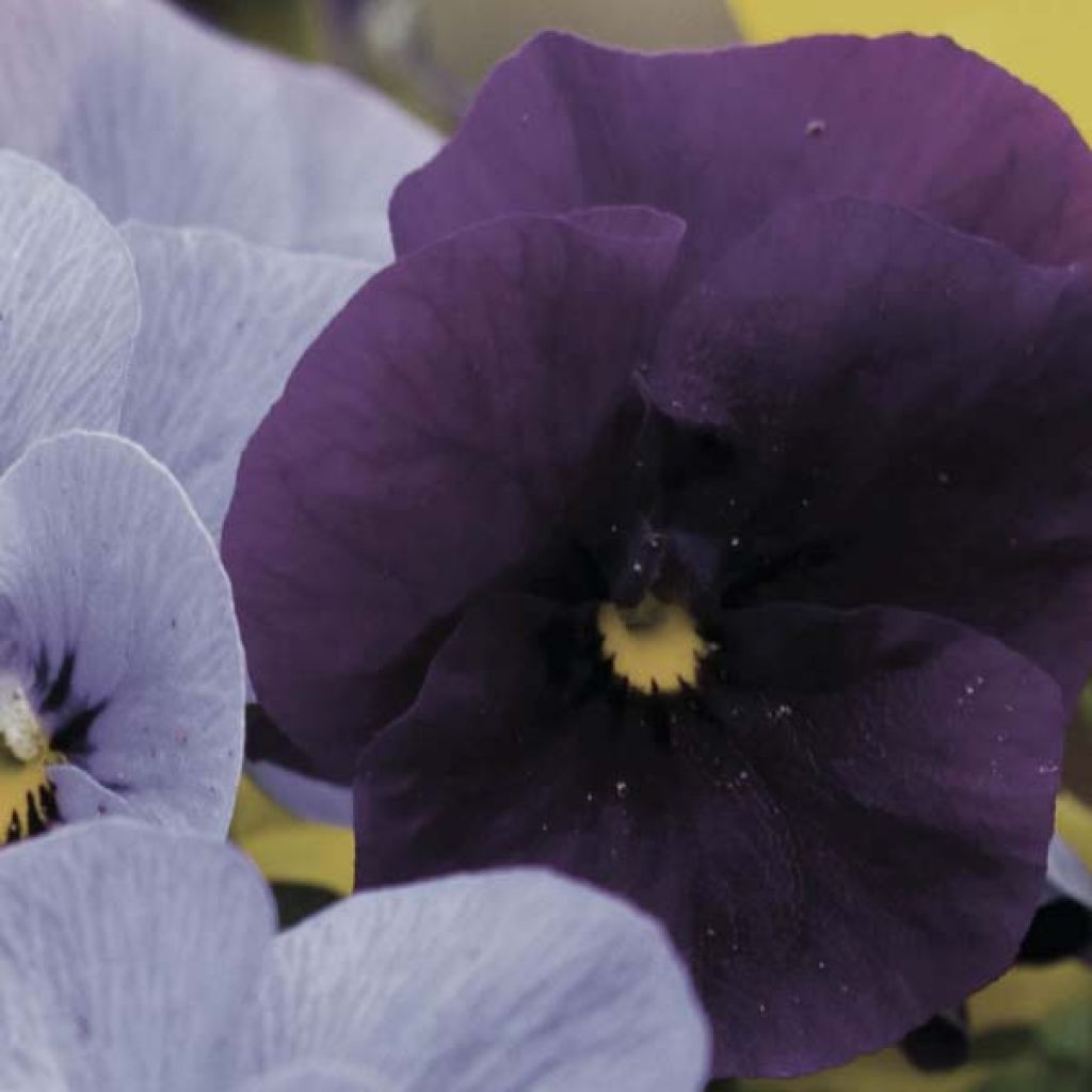 Horn-Veilchen Violet